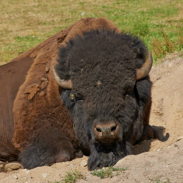 A serene image of an American bison, Bison bison, lying on a grassy plain within its natural habitat, showcasing its powerful build and distinct features.