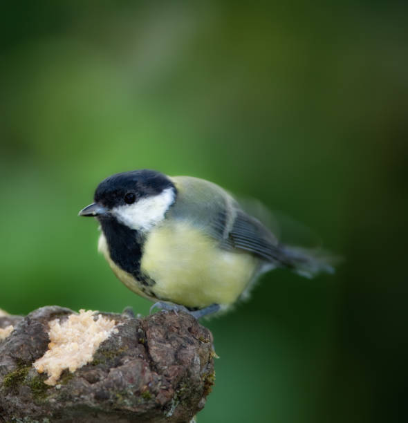 A vibrant Great Tit bird (Parus major) sits perched on a tree stump, showcasing its colorful plumage against a beautifully blurred green background, capturing a serene wildlife moment.