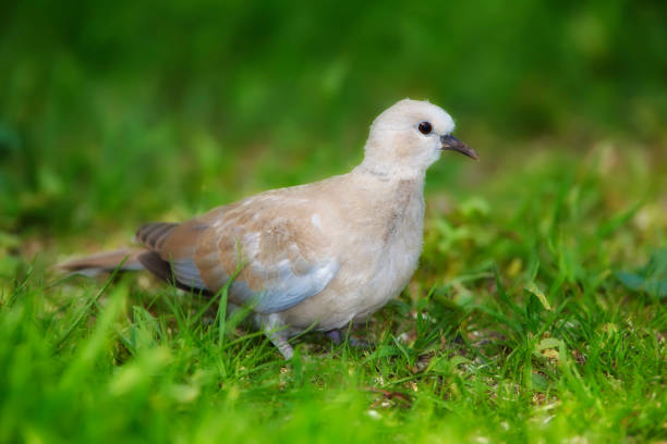 A light-colored dove exploring and feeding on grass in a park, showcasing its gentle features and natural habitat. The vibrant greenery emphasizes the bird's soft hues and distinctive characteristics.