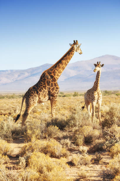 These two giraffes, Giraffa camelopardalis, are seen in their natural habitat, the African savannah, under a clear blue sky. The majestic mountains create a scenic backdrop, enhancing the captivating wildlife scene.