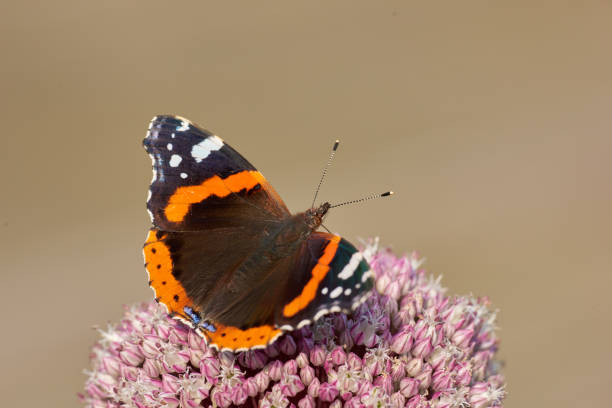 A beautiful Red Admiral butterfly, Vanessa atalanta, is perched atop a vibrant pink wildflower, capturing the delicate balance of nature's colors and textures. Perfect nature and wildlife photography subject.