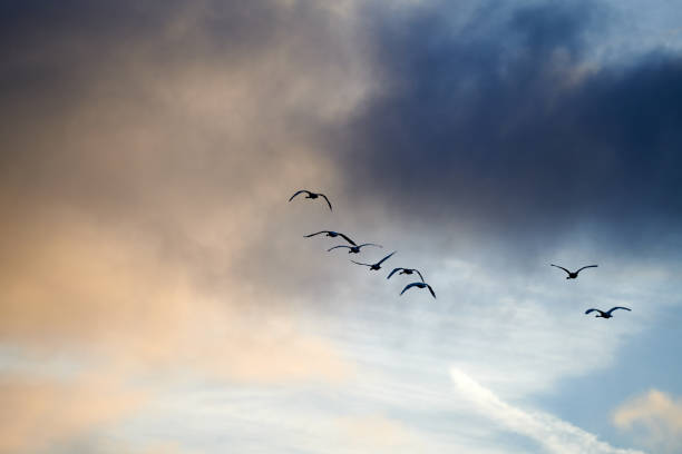 istock A flok of geese 2191978784