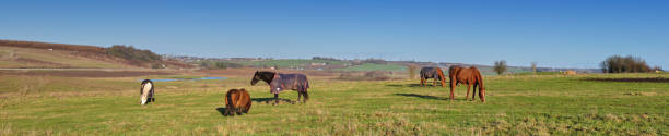 Mini and maxi horse posing together in the meadow