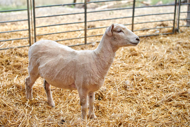 A recently sheared sheep stands in a straw-covered enclosure on a rural farm. The animal appears healthy and content, showcasing the agricultural lifestyle and the care of livestock within farming practices.