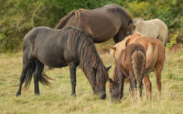 istock Horses in Danish landscape 2191978837