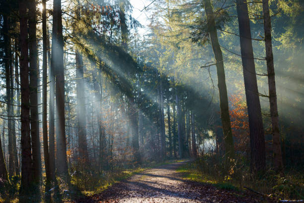 istock Colorful forest with road and sunbeams 2191980292