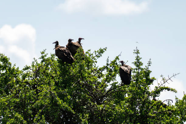 Vultures are sitting on a tree in Kenya Africa