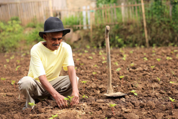 istock Retired Old Asian Man on Small Farm Besides His Home 2191983813