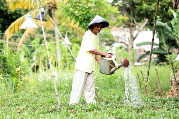 Old Asian Retired Men Working Watering  on His Small Flower Farm
