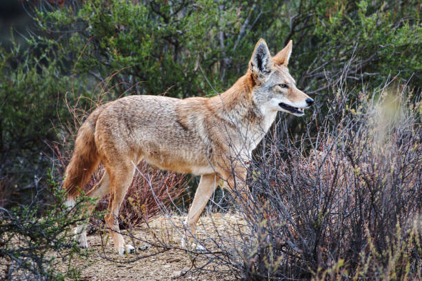 istock Wild Coyote Los Angeles California 2191986478
