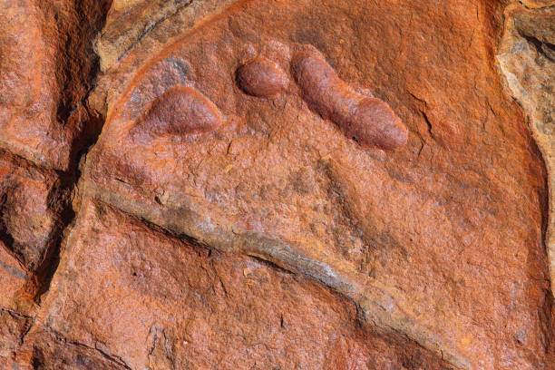 Adventures in the Southwest USA, paleontologist at work
