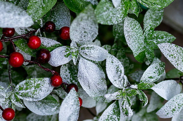Abstract winter decorations featuring snow dusted on leaf, bright red berries, and a festive ambiance wallpaper background.