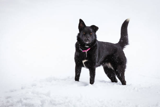 istock Black domestic dog in winter snow storm 2191987646