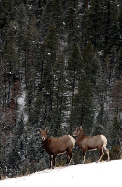 istock Mountian Goats endure the cold snow in Colorado. 2191987749