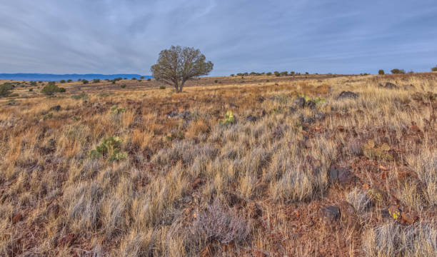 istock Summit of White Mesa Arizona 2191987851