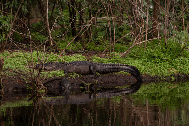 istock Alligator sunning itself on the banks 2191988171