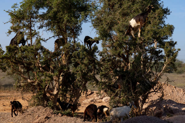 istock Goats climbing argan trees in Morocco under a bright blue sky 2191988289