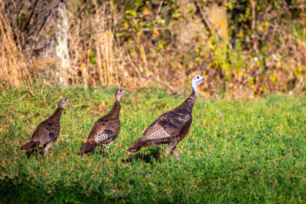 Eastern wild turkey (Meleagris gallopavo) with young in a farm field, horizontal