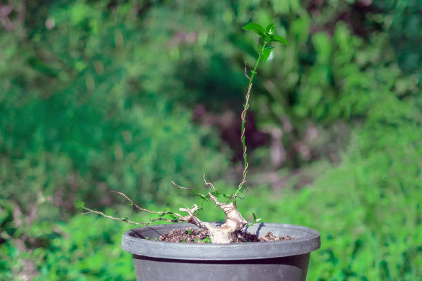 A close-up view of a caudex plant with heart-shaped leaves growing in a small decorative pot. The unique bulbous stem and textured soil are displayed in a minimalist indoor garden setting with other potted plants in the background.
