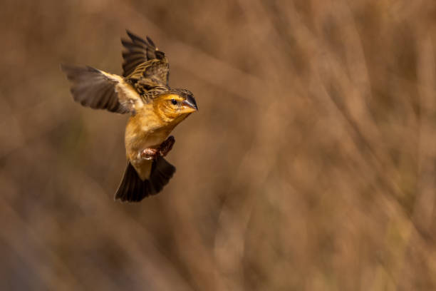 istock Baya Weaver bird in the rain forest 2191991776