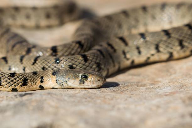 istock Algerian Whip Snake (Hemorrhois algirus) found in Malta, locally called Serp Ahdar 2191993426