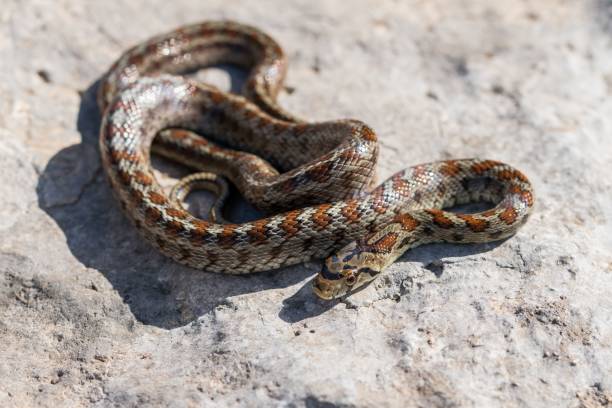 istock Young leopard snake, Zamenis situla, is found in Malta where it is called Lifgha. 2191993464