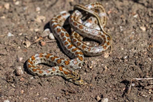 istock Young leopard snake, Zamenis situla, is found in Malta where it is called Lifgha. 2191993472