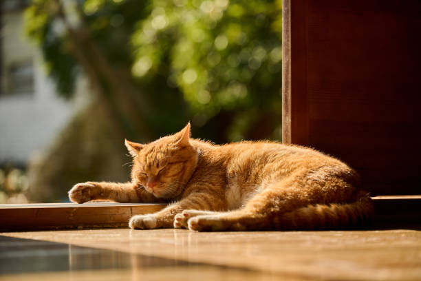 An orange cat sleeping on a door threshold indoors on a clear winter day
