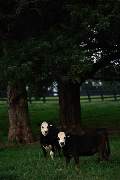 Two balck and white cows standing together in the grass on a farm at dusk, Versailles, KY, USA