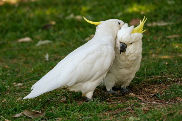 istock Two affectionate Sulphur-crested cockatoos, Cacatua galerita 2191997810