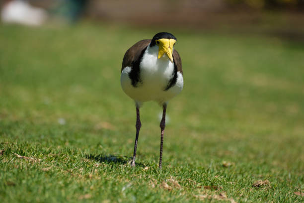 A Masked Lapwing standing on grass in the morning sun.