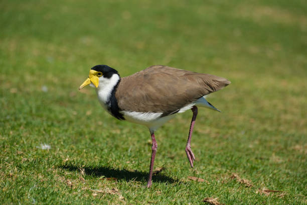 A Masked Lapwing walking on grass in the morning sun.