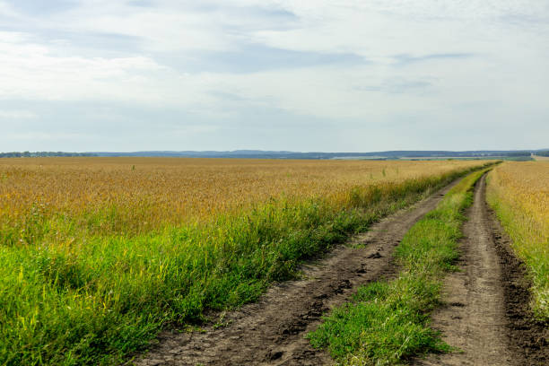 Vast open landscape featuring a dirt road winding through lush fields during a calm day