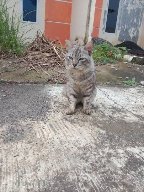 istock gray kittty cat on front of houses 2192000128