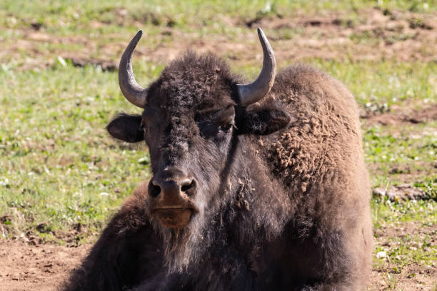 istock Closeup, American Bison. Laying in dusty wallow. Other bison in background. 2192001154