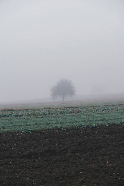 Landscape with a single tree growing between the fields during foggy day in snowless winter