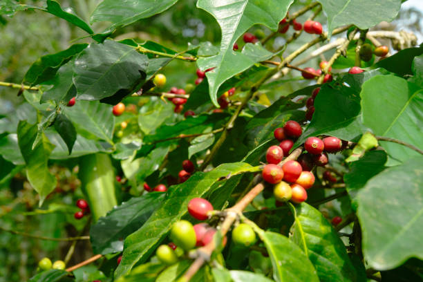 istock A Lush Coffee Plantation in Bali 2192001831