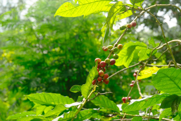 Coffee tree in Bali