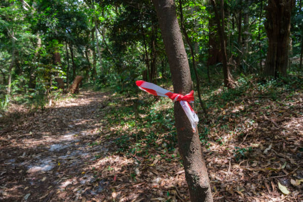 Plastic tape tied to a tree to indicate a path direction.