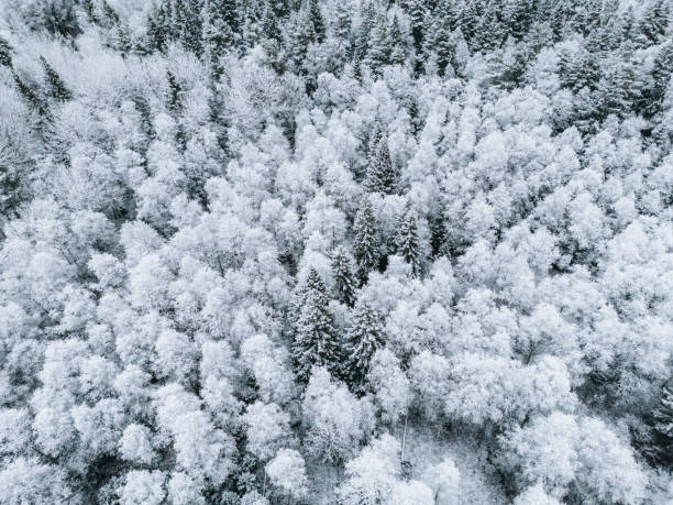 istock Winter wonderland in Sweden 2192002321
