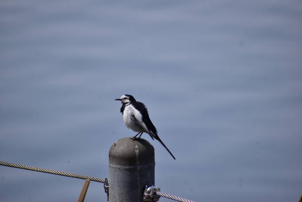 istock Portrait of the bird called Grey wagtail 2192003860