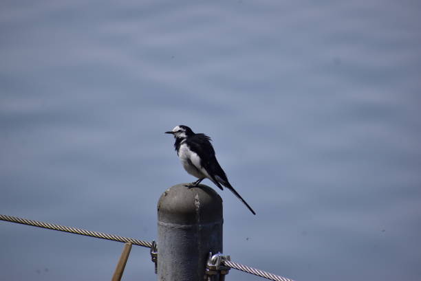 istock Portrait of the bird called Grey wagtail 2192003876