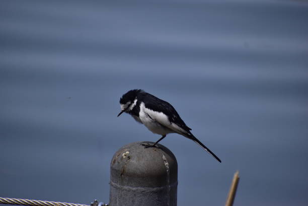istock Portrait of the bird called Grey wagtail 2192003890