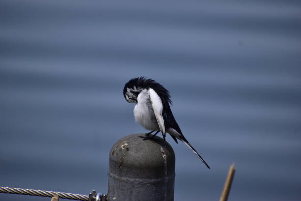 istock Portrait of the bird called Grey wagtail 2192003893