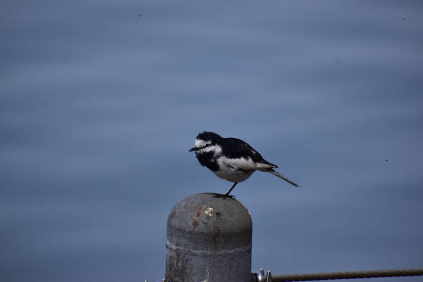 istock Portrait of the bird called Grey wagtail 2192003904