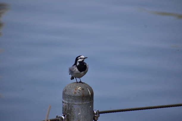 istock Portrait of the bird called Grey wagtail 2192003918