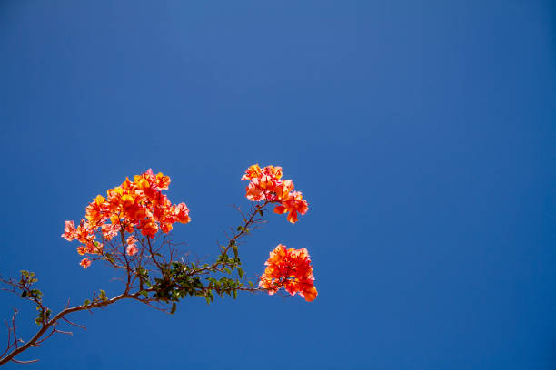 An orange bougainvillea (Bougainvillea glabra), commonly known as the paper flower, from the Nyctaginaceae family, bursts with vibrant color against the backdrop of a brilliant, cloudless blue sky.