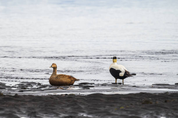 istock iceland nature sceneries 2192007054