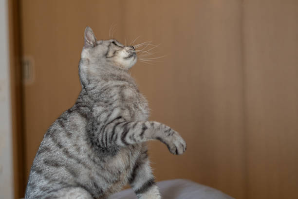 istock Cute cat looking up and punching 2192009101
