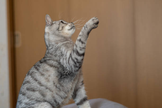 istock Cute cat looking up and punching 2192009125